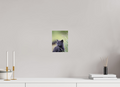 6 x 8″, Photo Print Young Fox