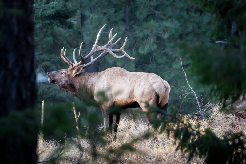 Main image Screaming Bull