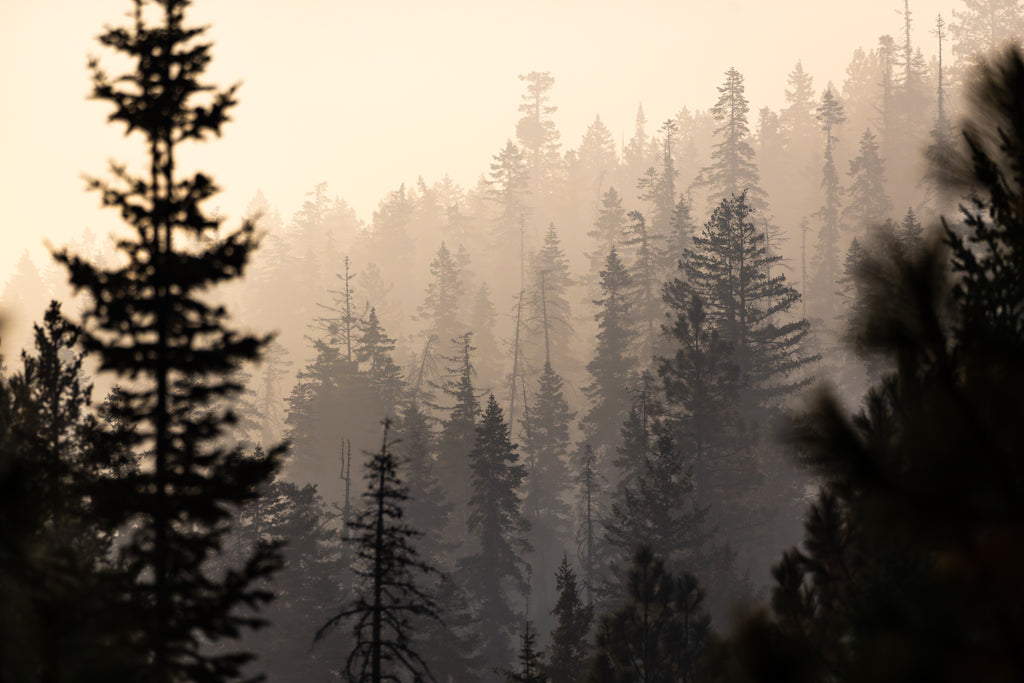 Main image Smokey Trees