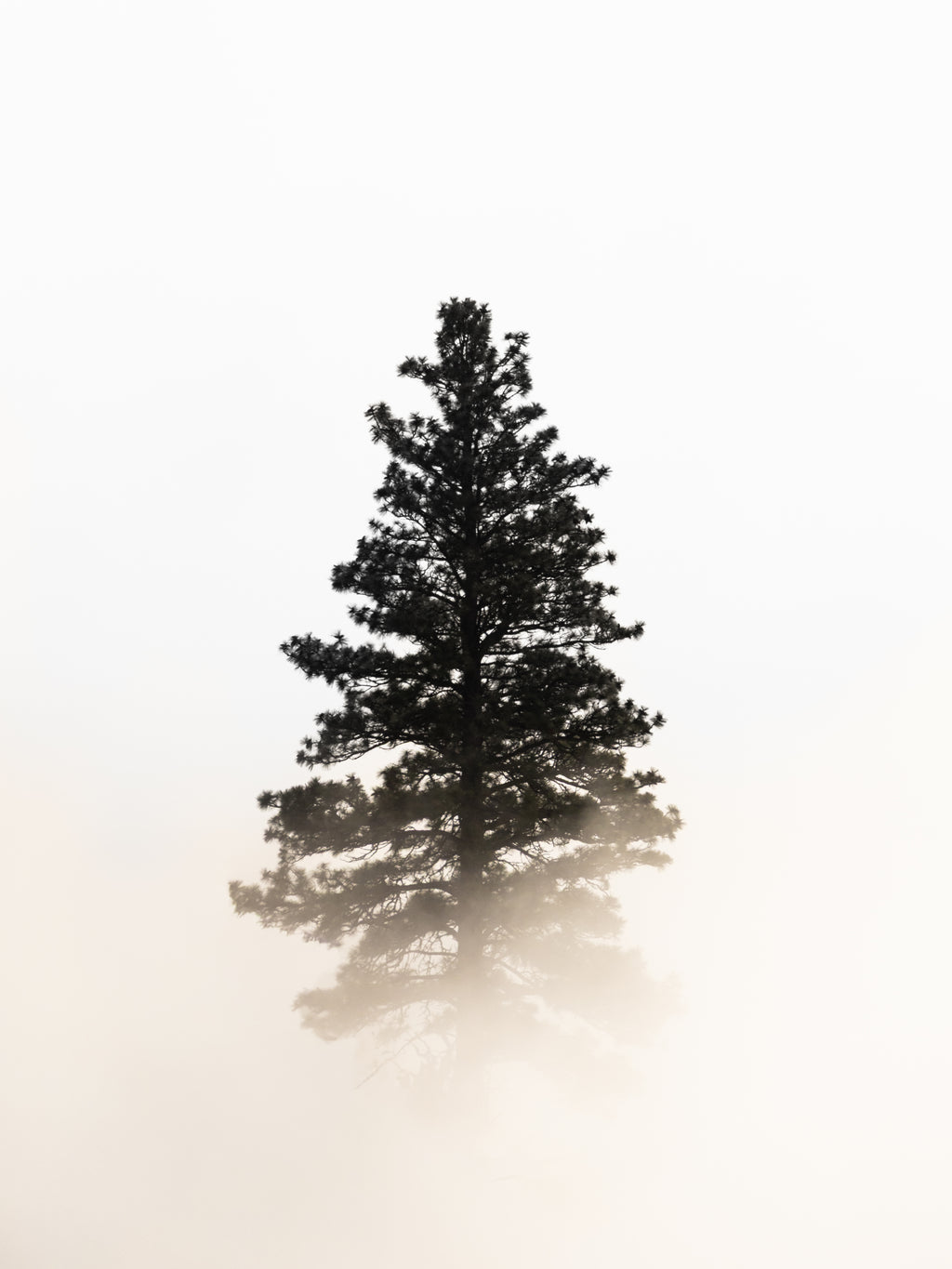 Main image The Lone Tree