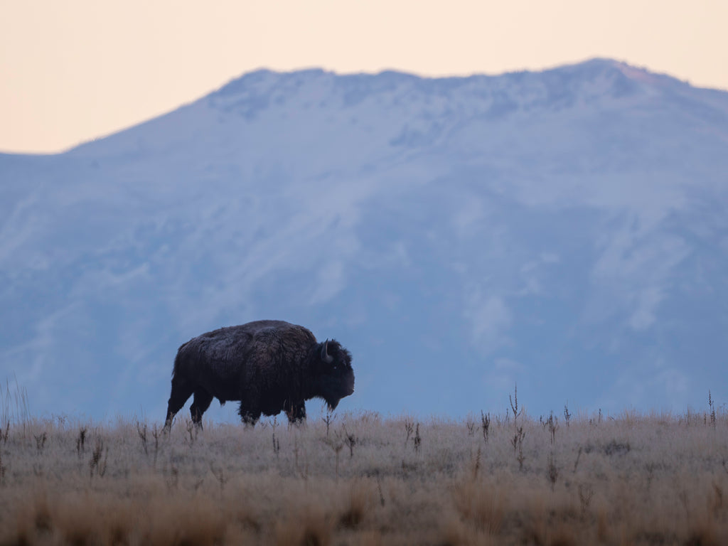 Main image Sunrise Bison