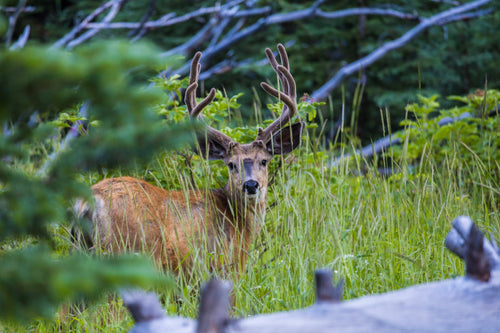 Main image High Country Muley