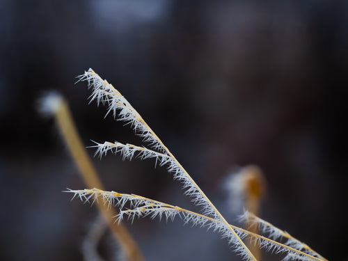 Main image Frosty Blade