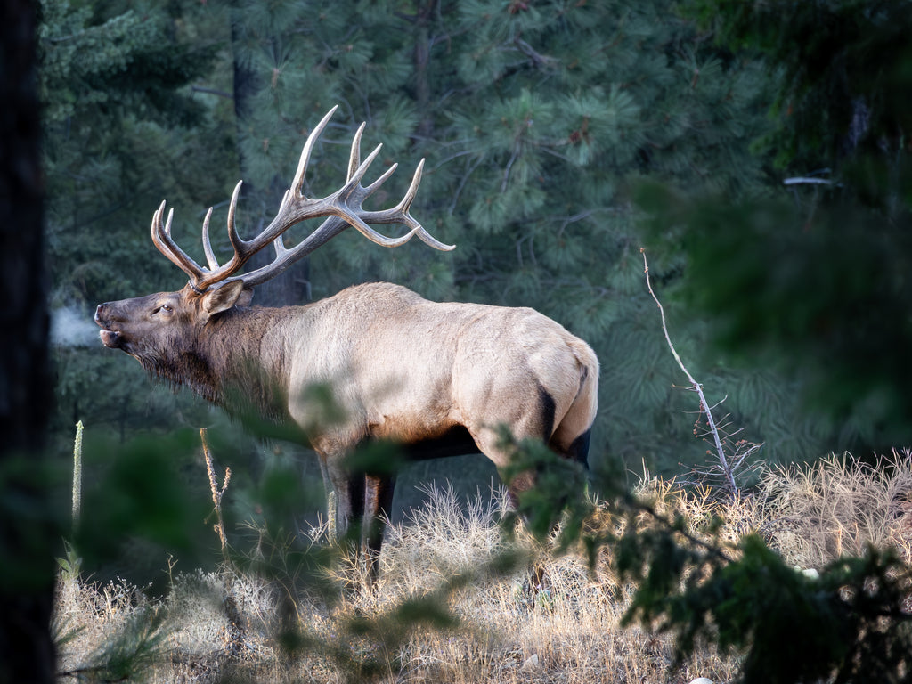 Screaming Bull