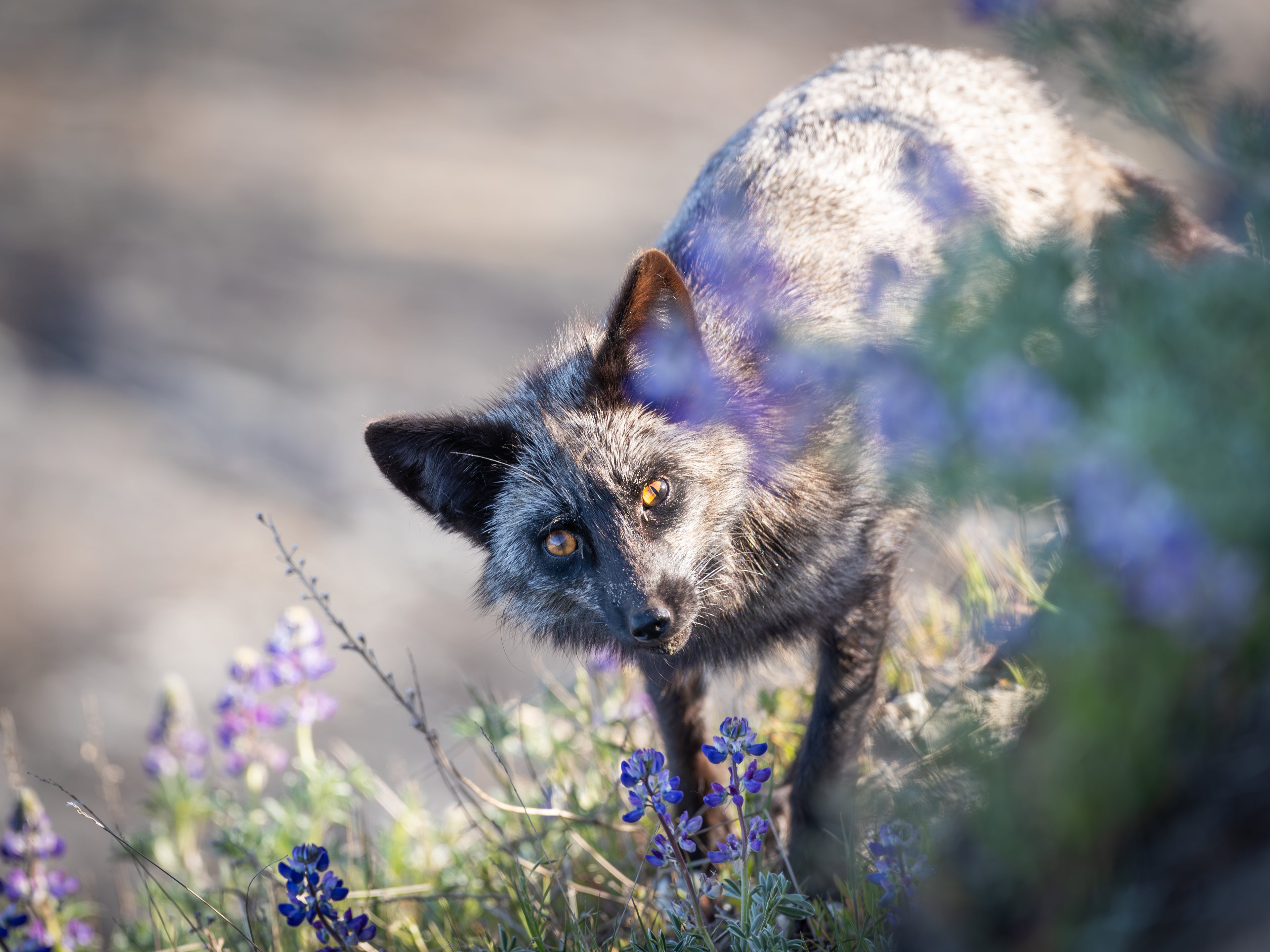 Main image Sneaky Fox