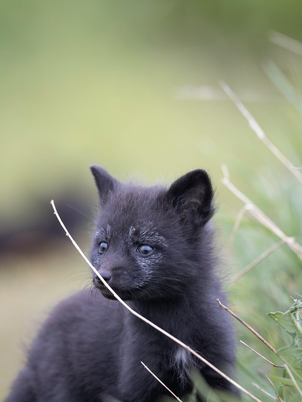 Main image Young Fox