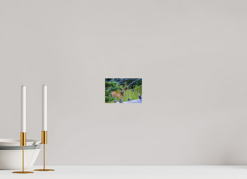 6 x 4″, Photo Print High Country Muley