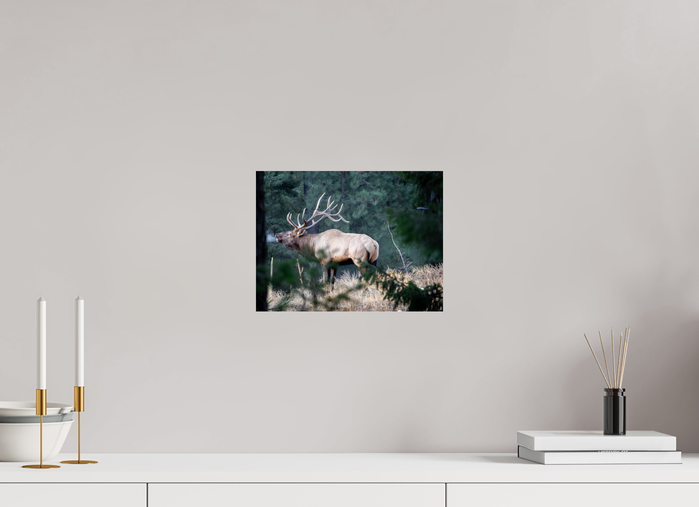 12 x 9″, Photo Print Screaming Bull
