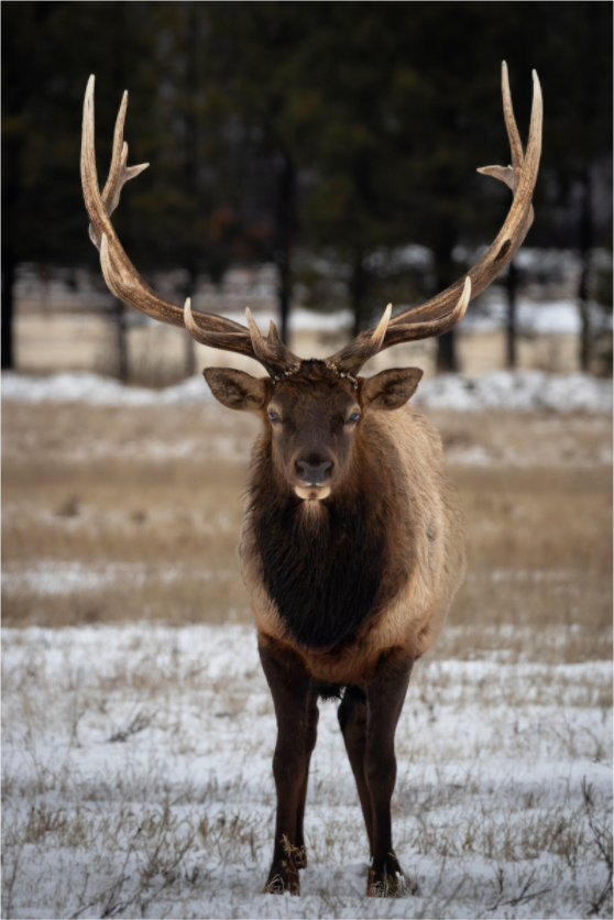 Main image Stare Down